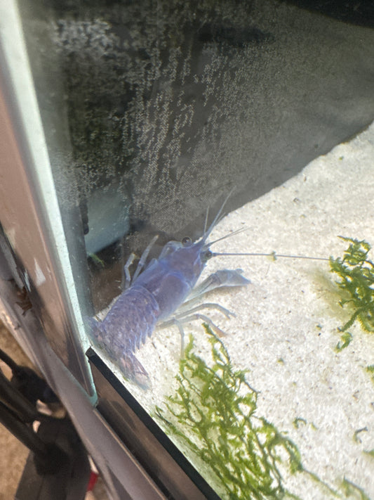 Electric Blue Yabby (Cherax albidus)