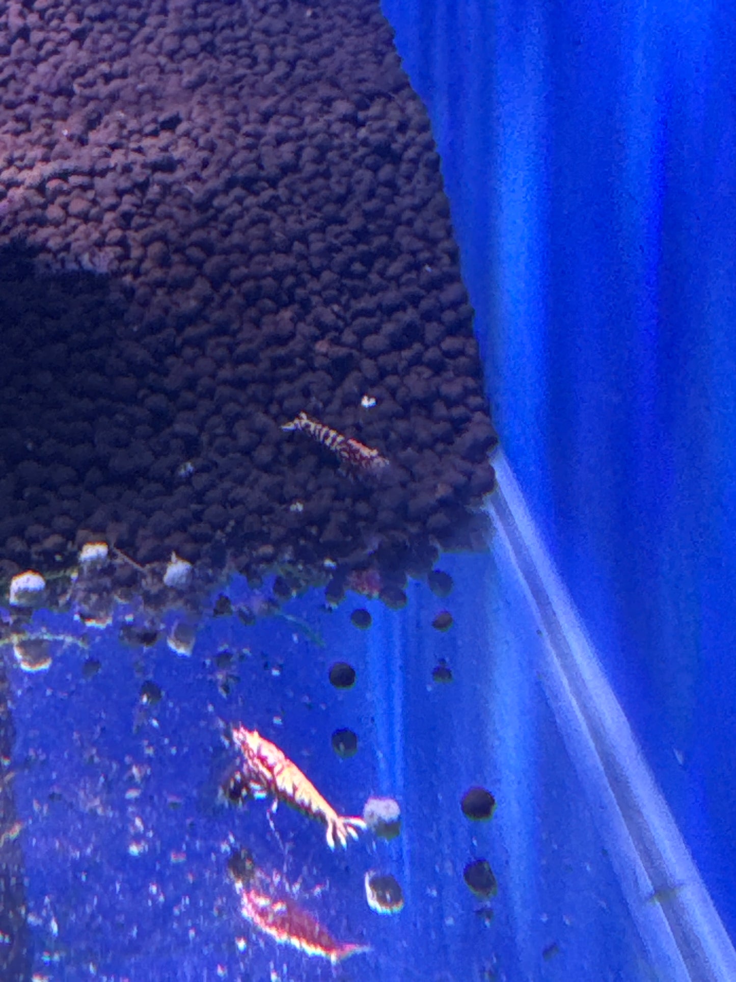 Red Galaxy Snowflake Fishbone (Caridina)