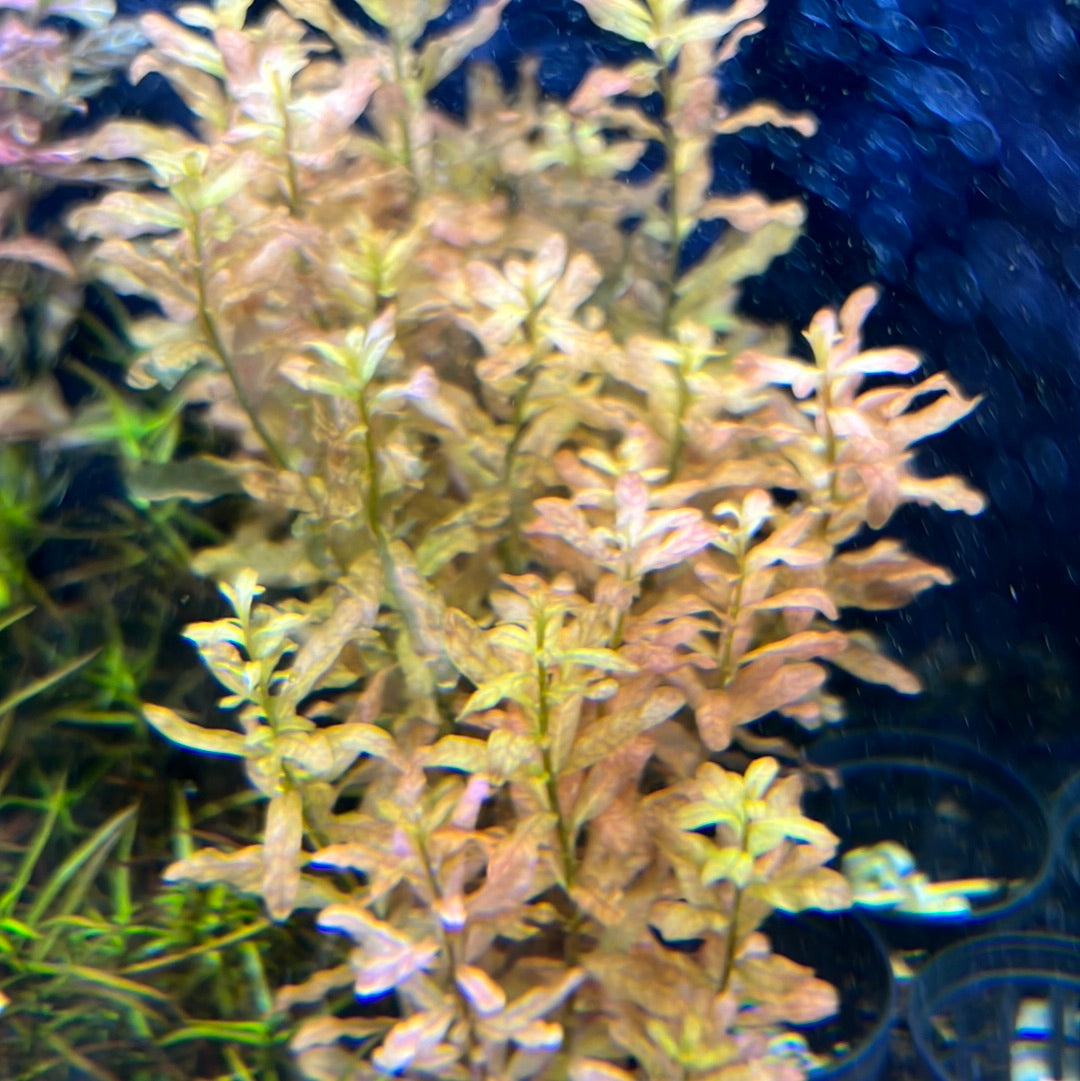 Ludwigia inclinata SUBMERSED/BUNCH S101