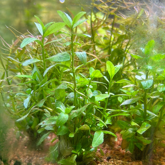 Hygrophila Polysperma s017