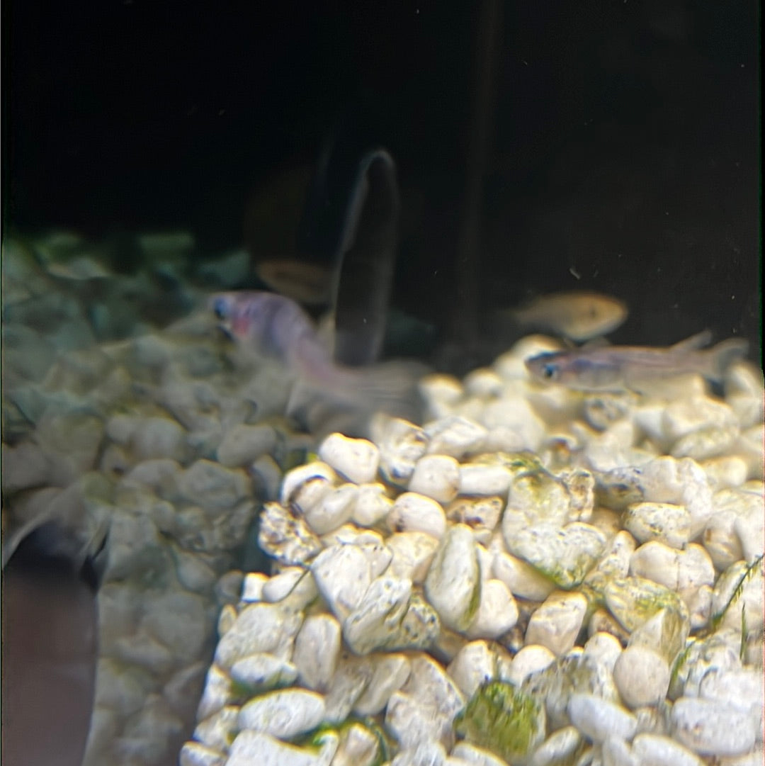 Medaka Rice fish (Oryzias Latipes) White Nishiki – Tropical Aquarium