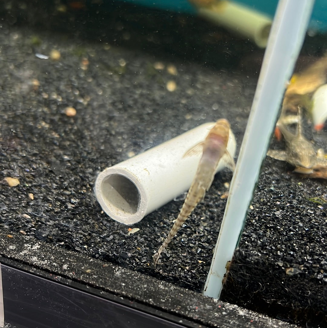 Whiptail Catfish (Rineloricaria lanceolata)