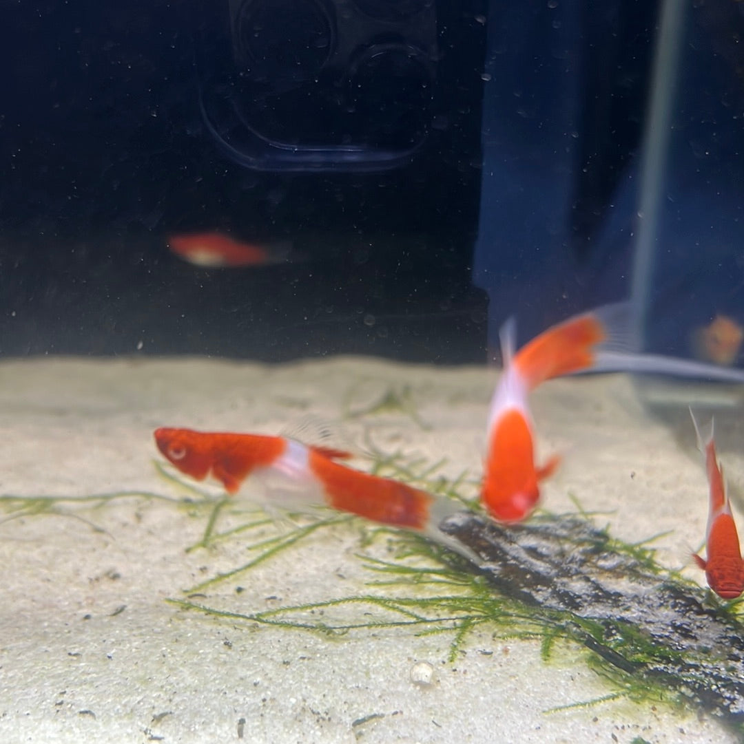 Kohaku swordtail (Xiphophorus helleri)