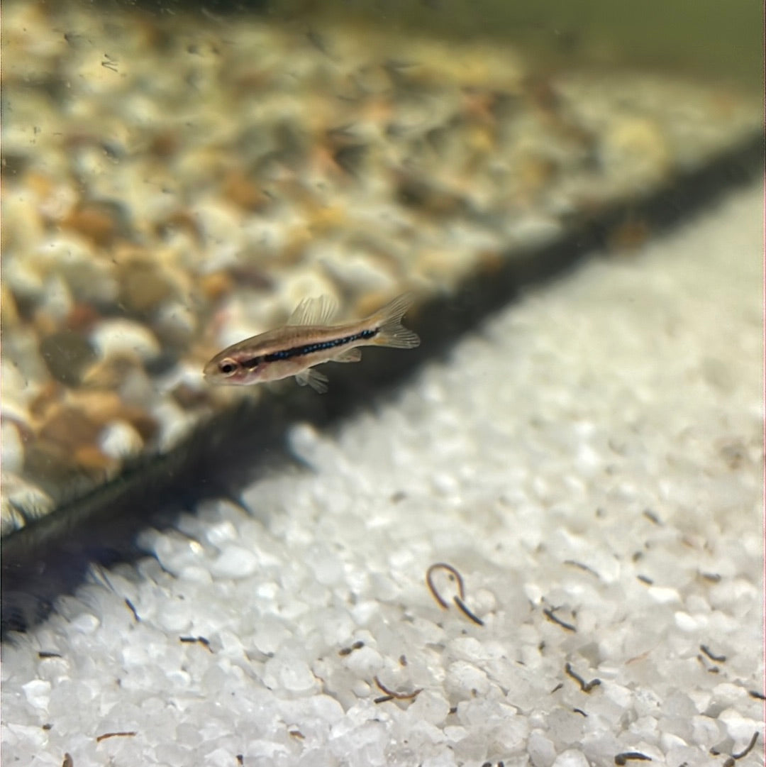 shining Tetra (Poecilocharax weitzmani)