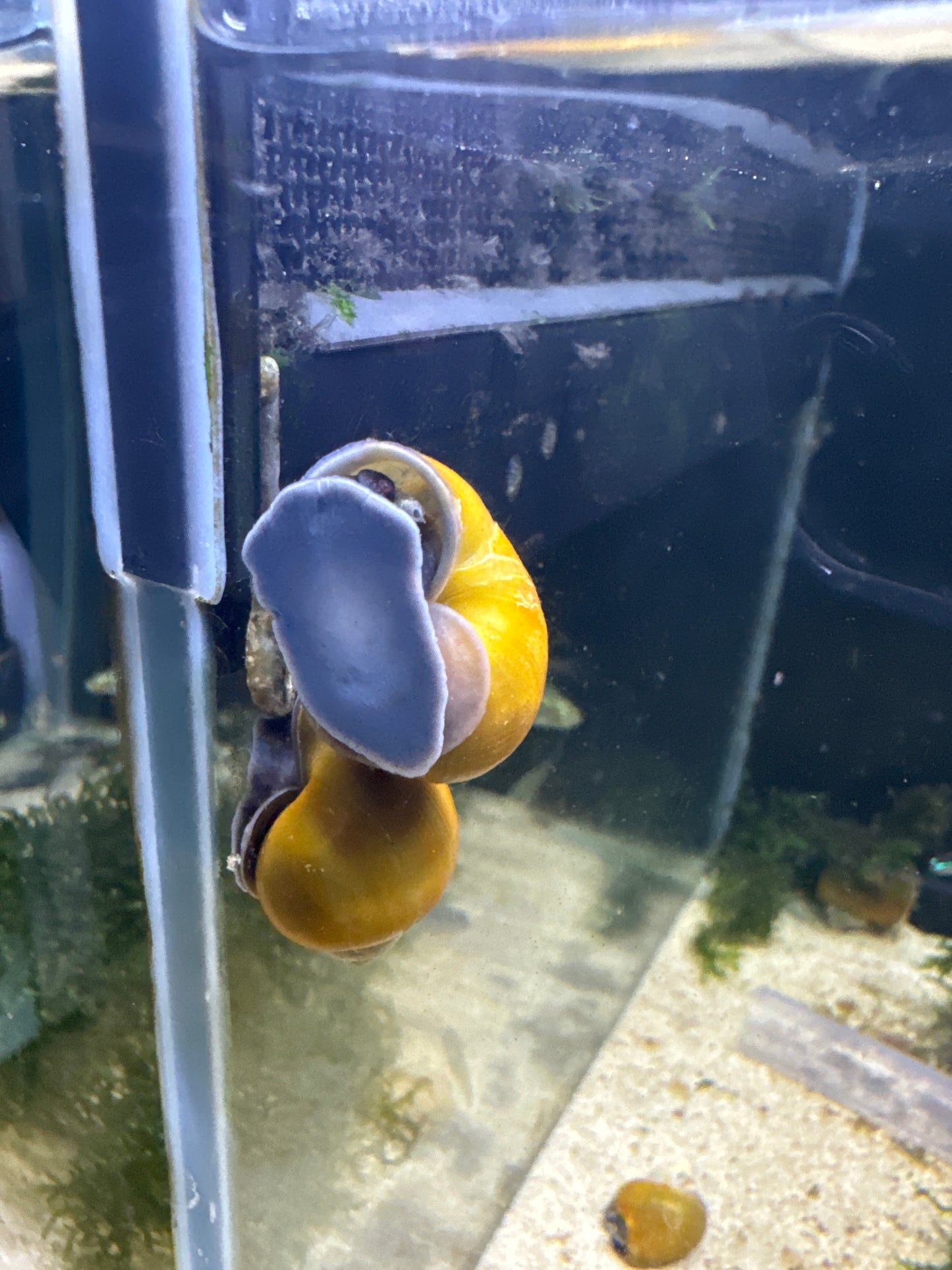 Jade Mystery Snails (Pomacea bridgesii)