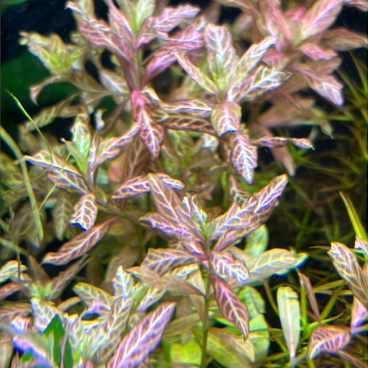 Hygrophila rosanervis SUBMERSED/BUNCH Pink Poly S018
