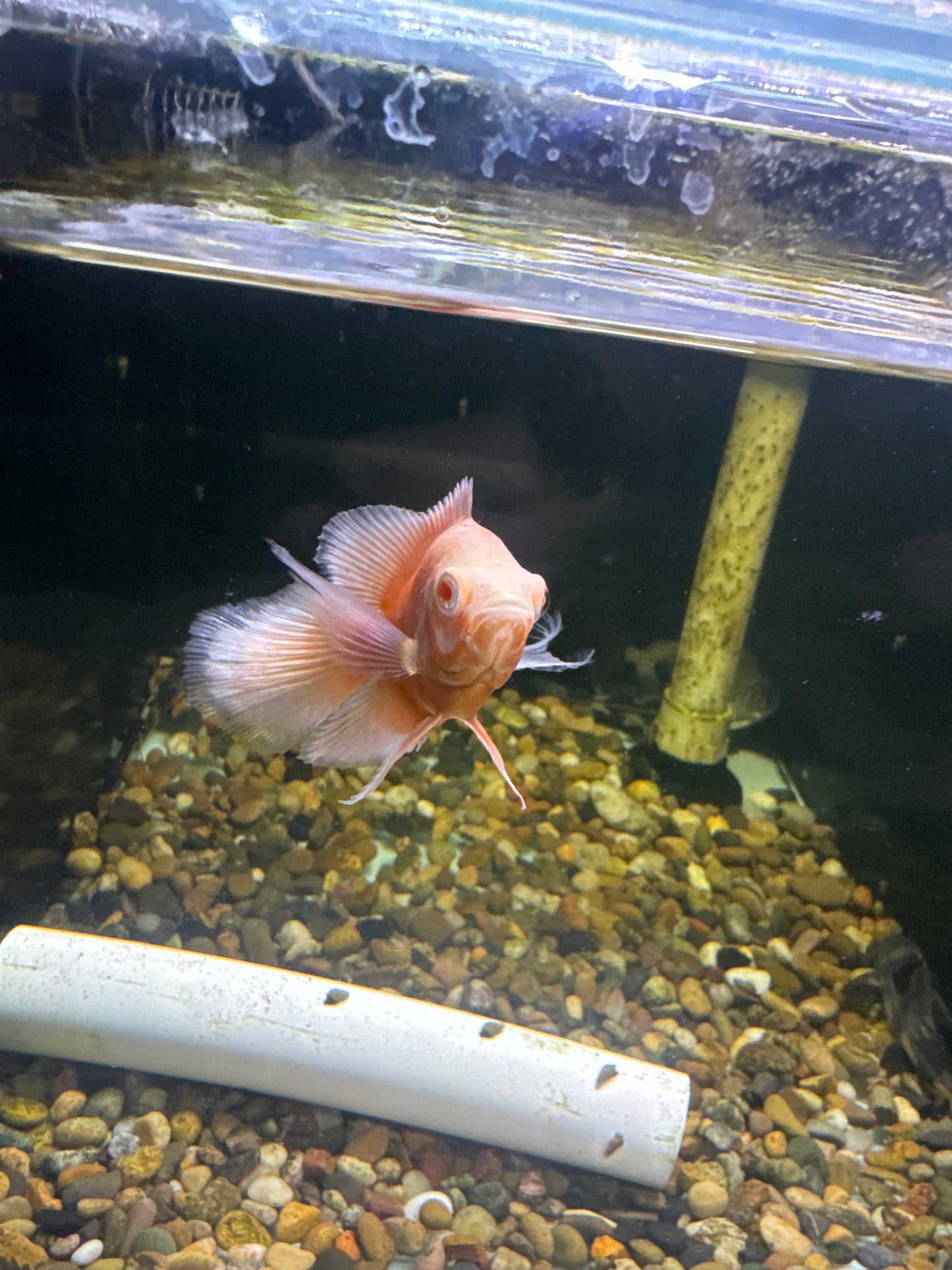 Long Fin Albino Super Red Oscar (Astronotus ocellatus)