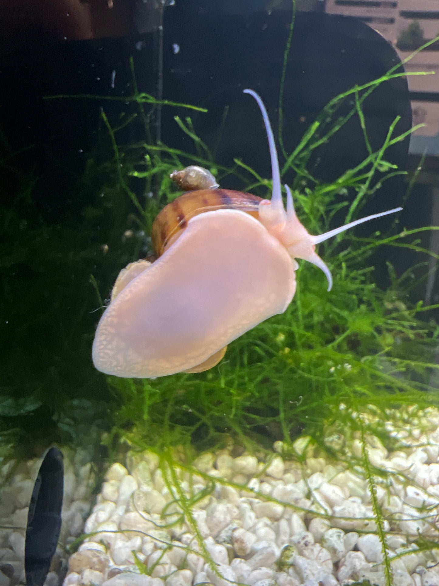 Tort Mystery Snails