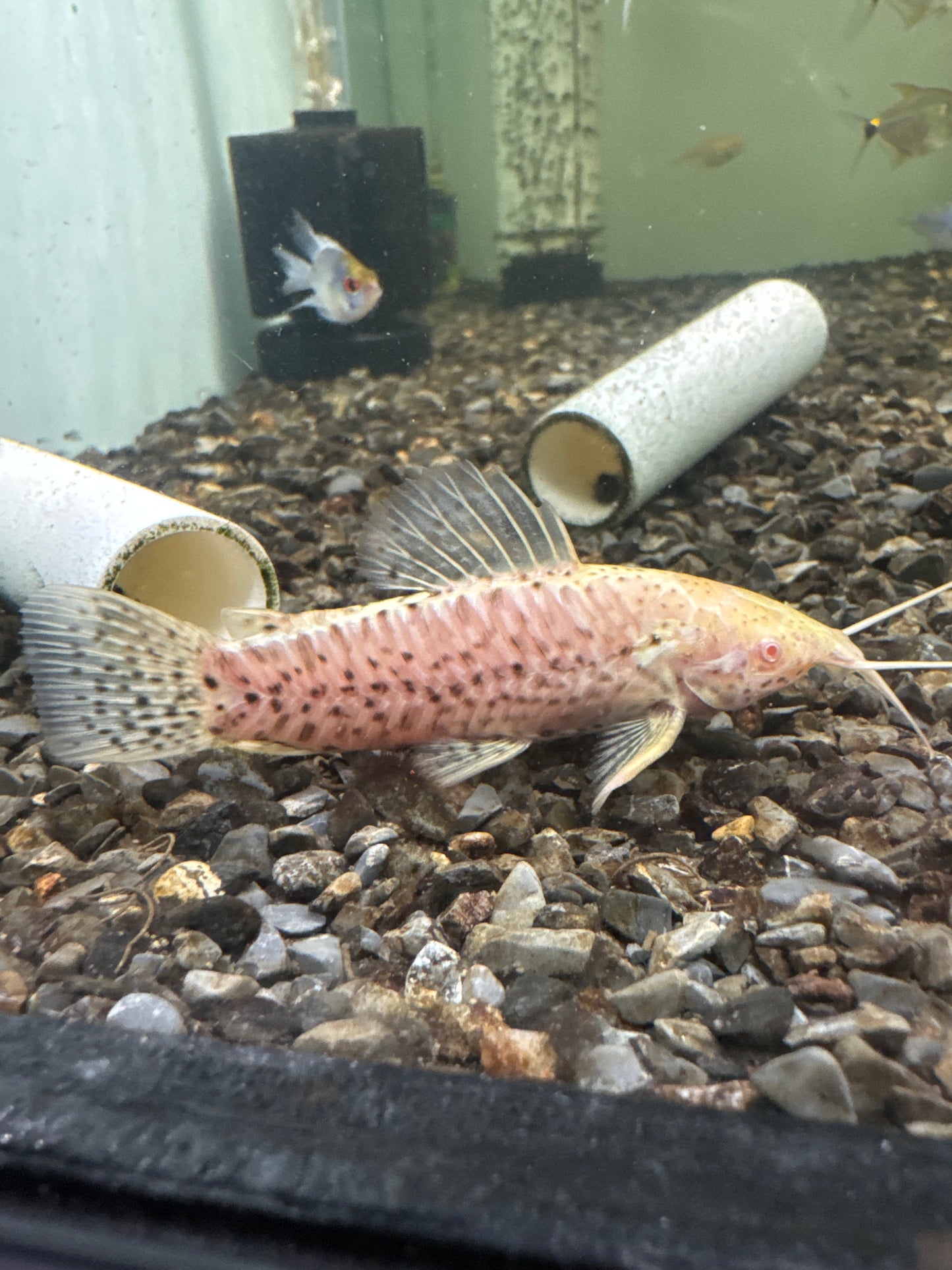 Albino Hoplo Catfish (Megalechis thoracata)