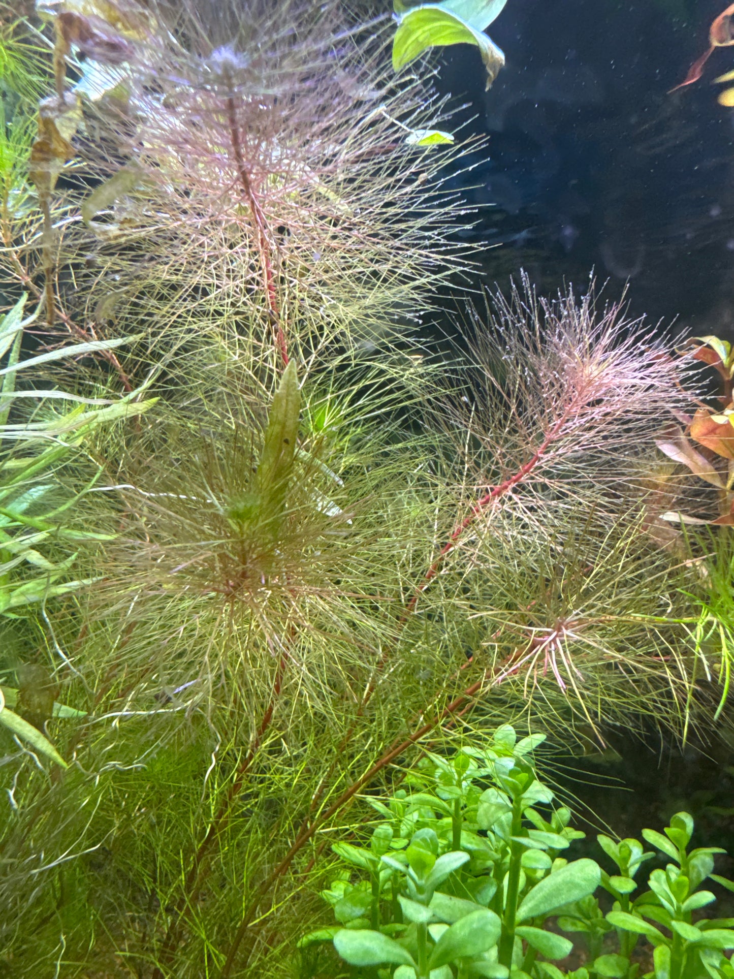 Red Milfoil (Myriophyllum Papillosum) s043