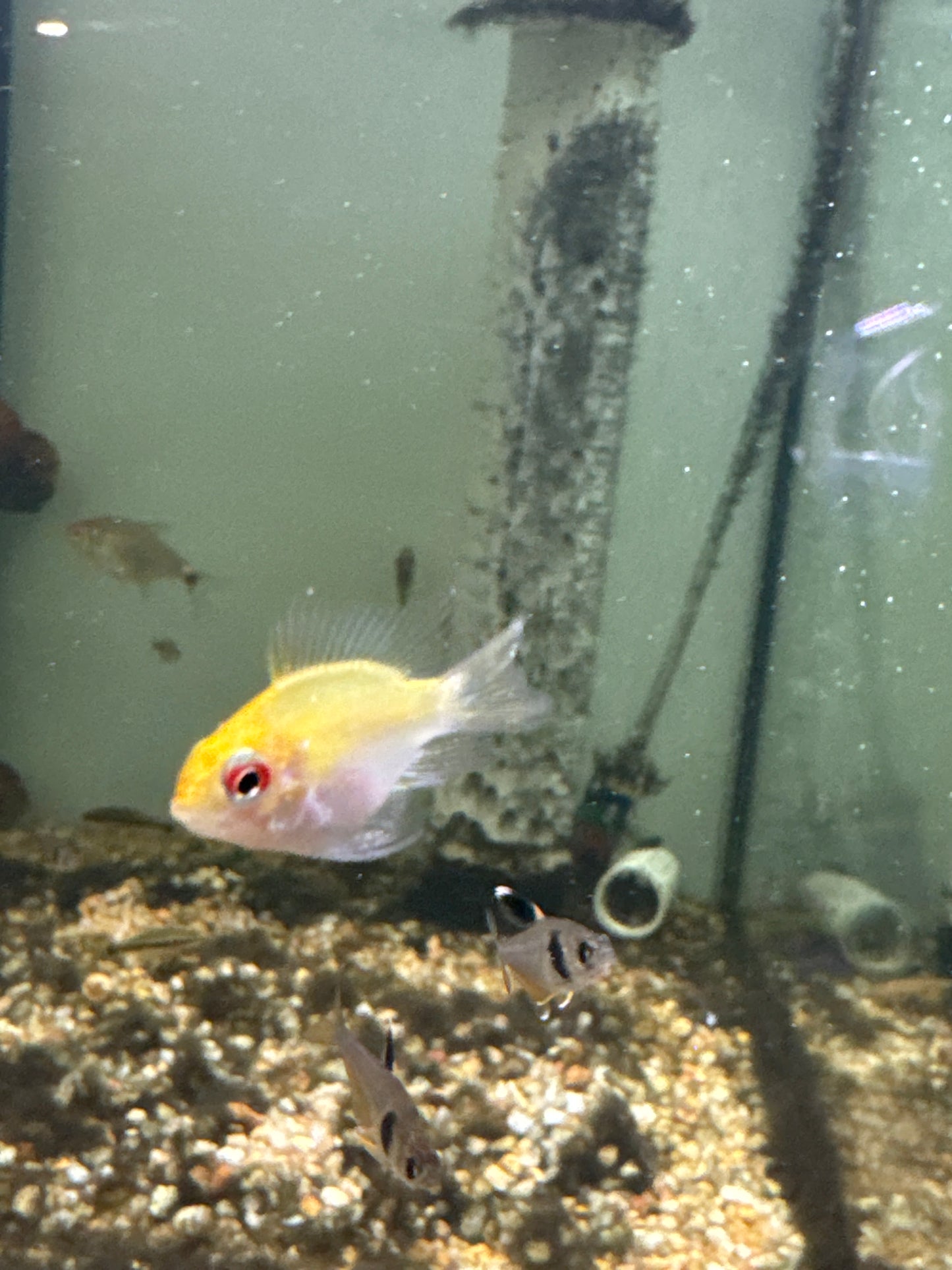 Longfin Gold Balloon Rams (Mikrogeophagus ramirezi)