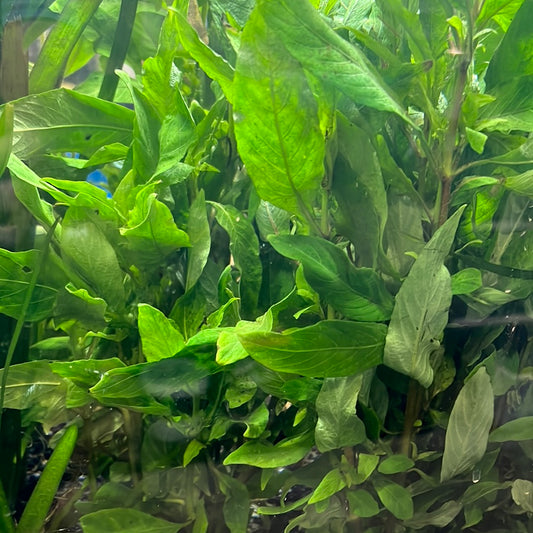 HYGROPHILA COSTATA