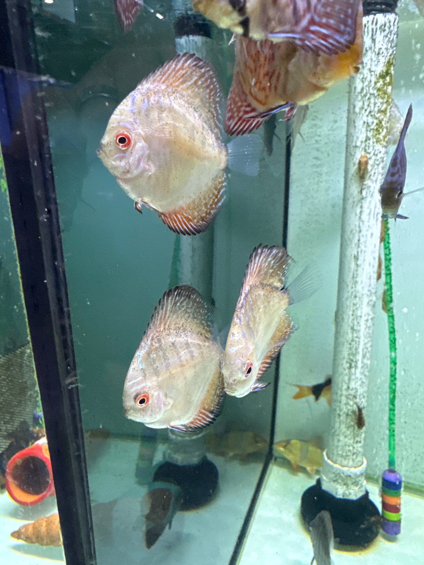 Red Stardust pigeon Discus (Symphysodon sp.)