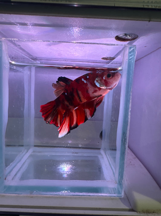 Giant Koi Betta