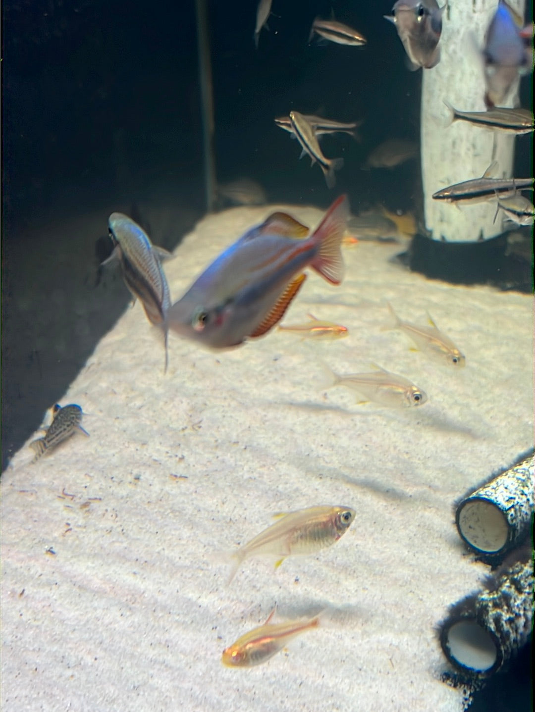 Goyder River Rainbow- Banded rainbow (Melanotaenia trifasciata)