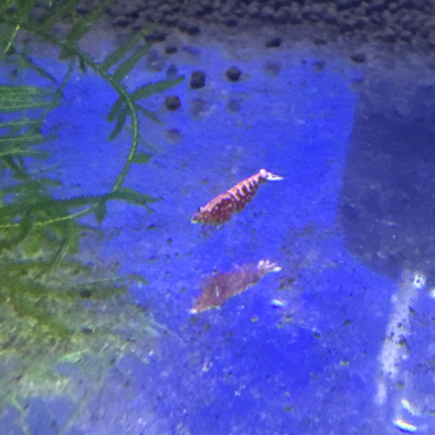Red Galaxy Snowflake Fishbone (Caridina)