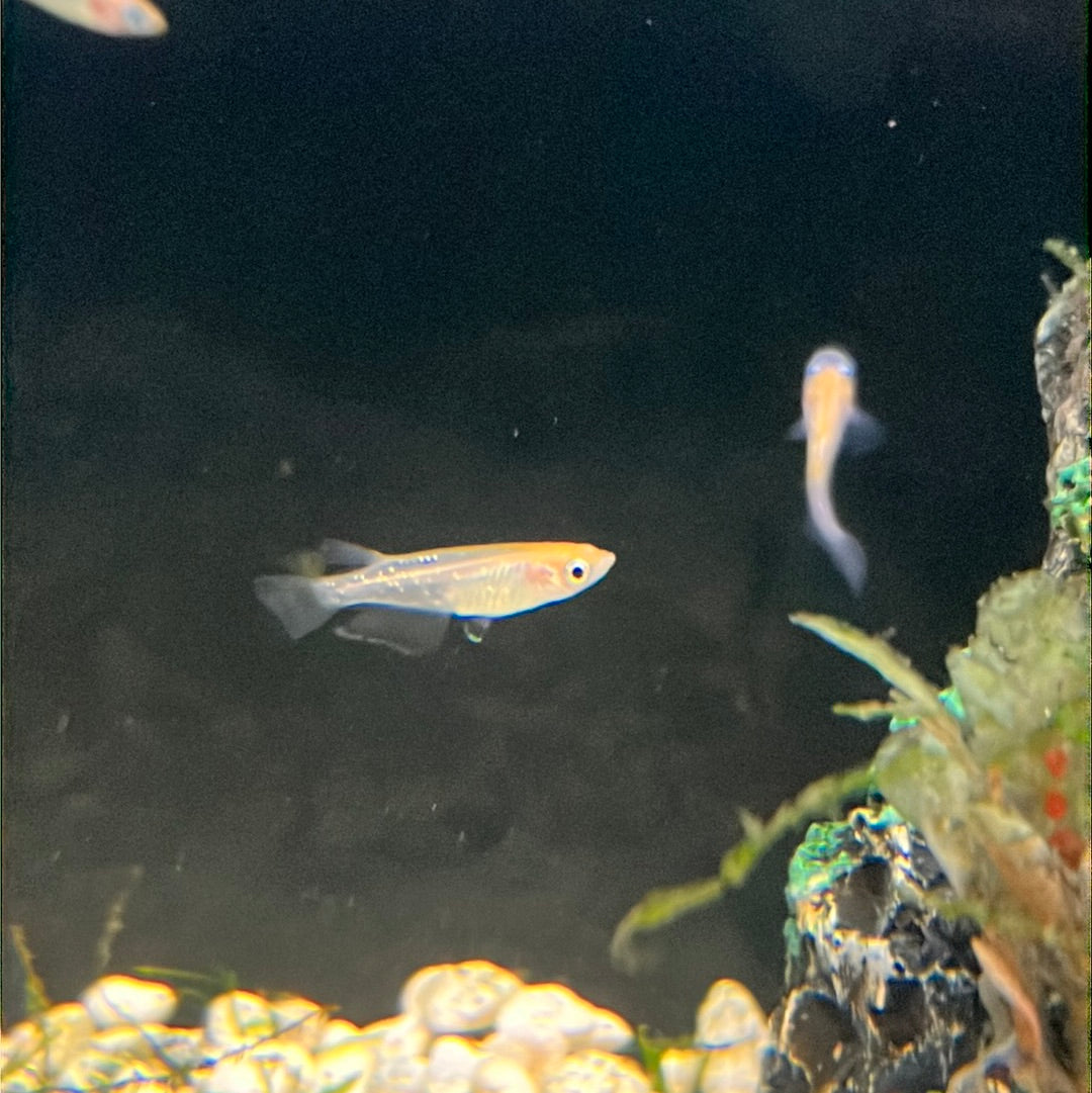 Medaka Rice fish - Youkihi (Oryzias Latipes) orange