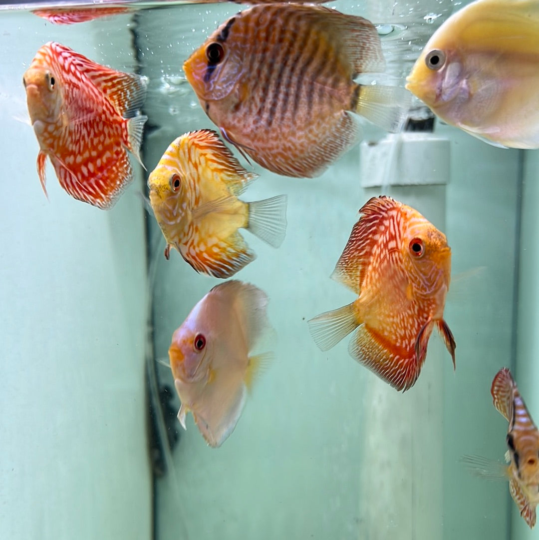 Freshwater discus outlet fish for sale