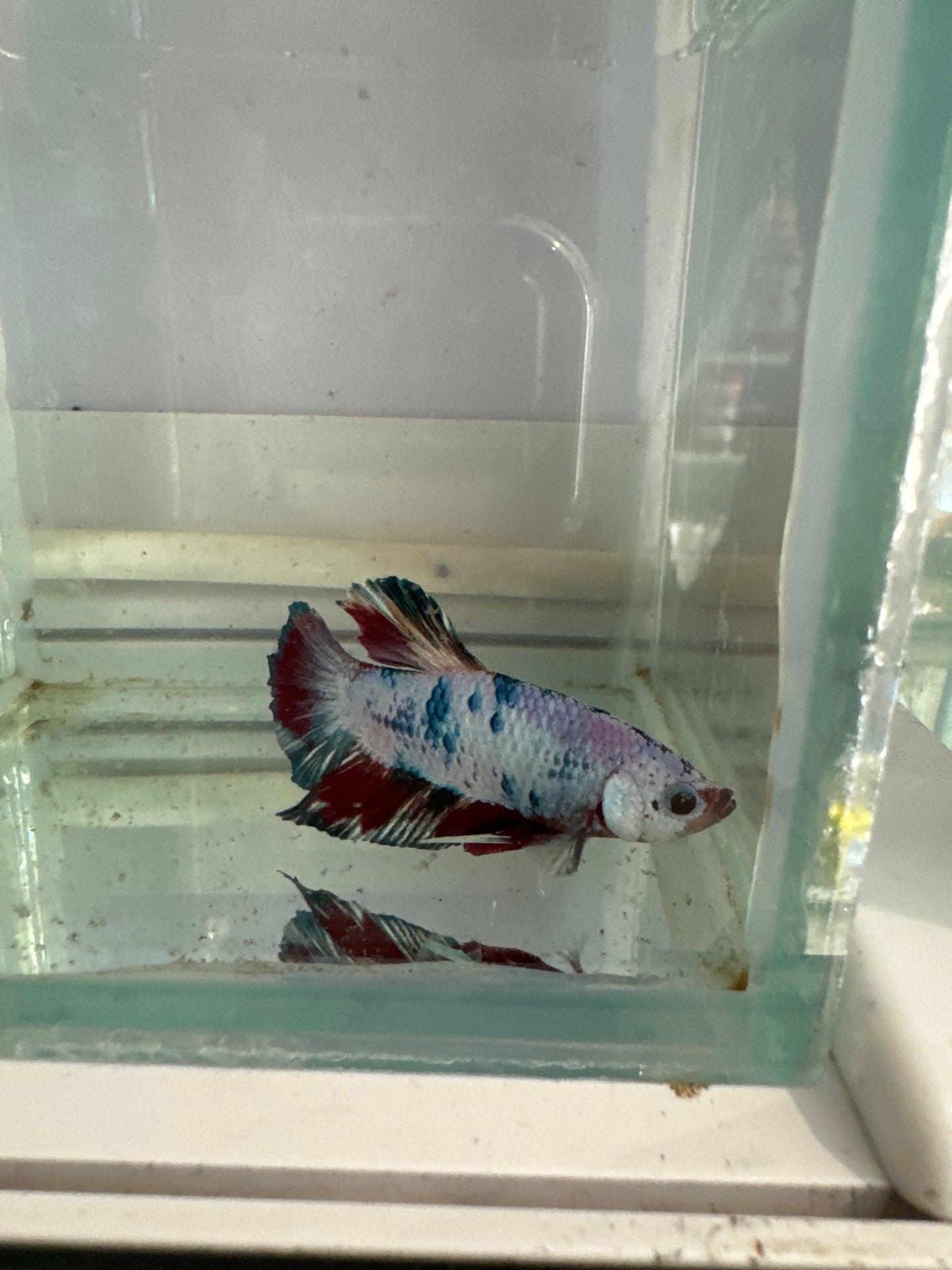 Assorted HMPK (Betta splendens)