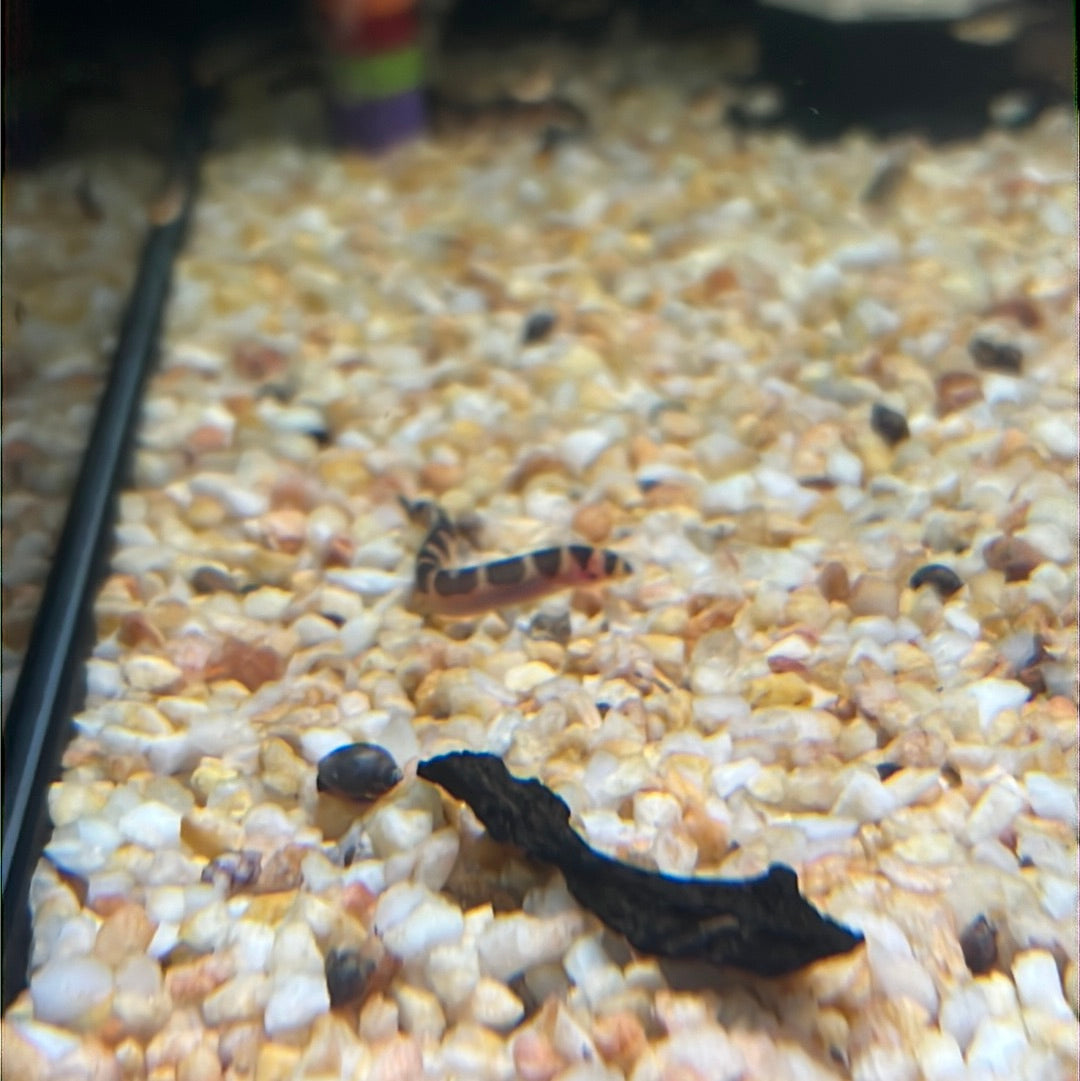 Kuhlii Loach Banded (Pangio Semicincta)