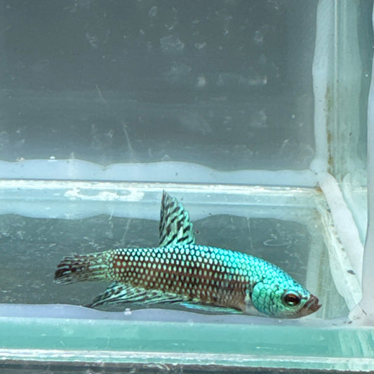 Blue alien betta
