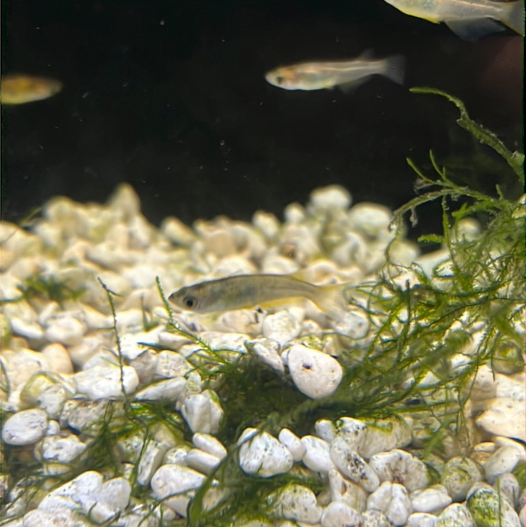 Medaka Rice fish (Oryzias Latipes) White Nishiki