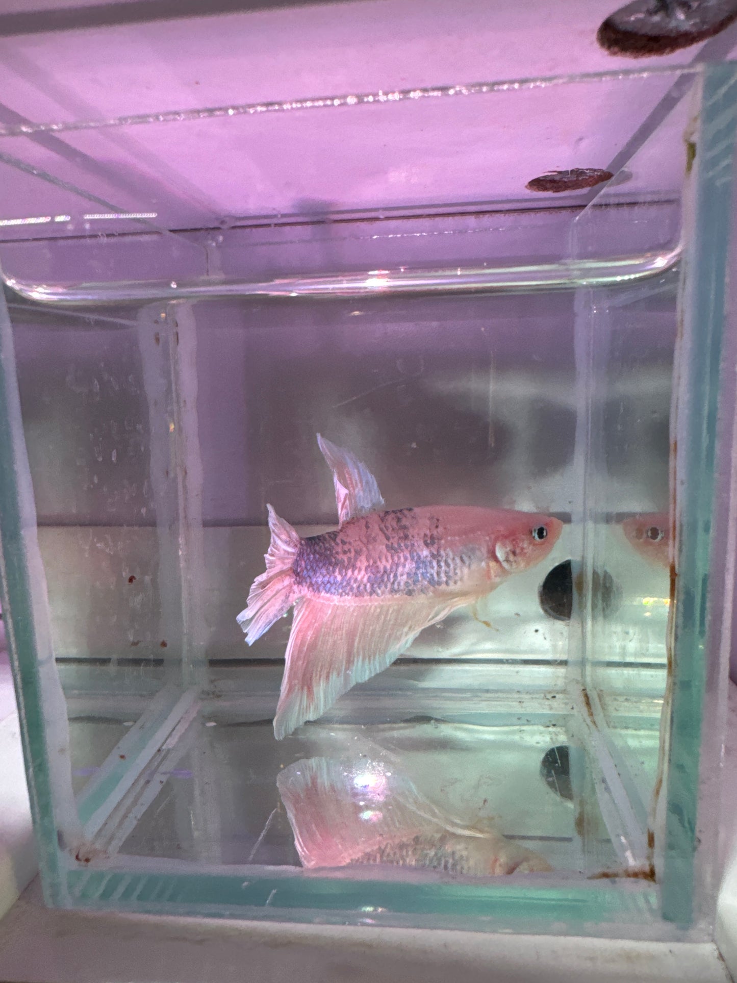 Giant marble HMPK Plakat