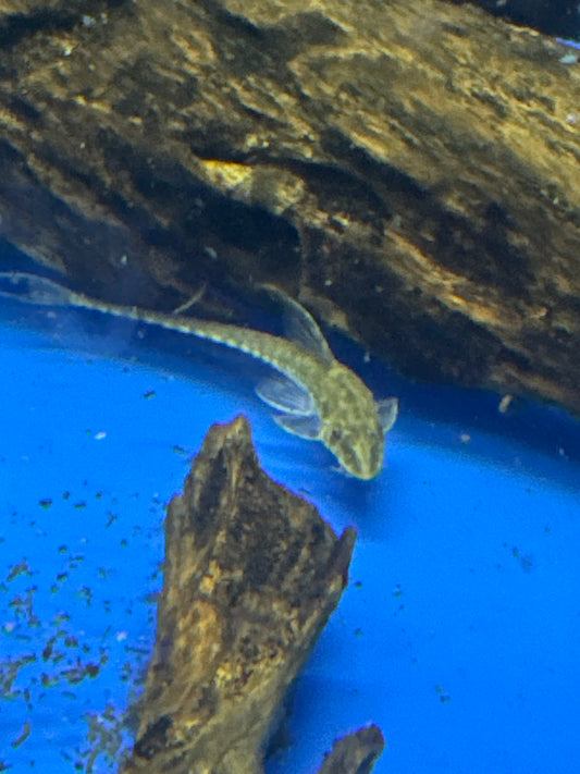 Whiptail Catfish (Rineloricaria lanceolata)