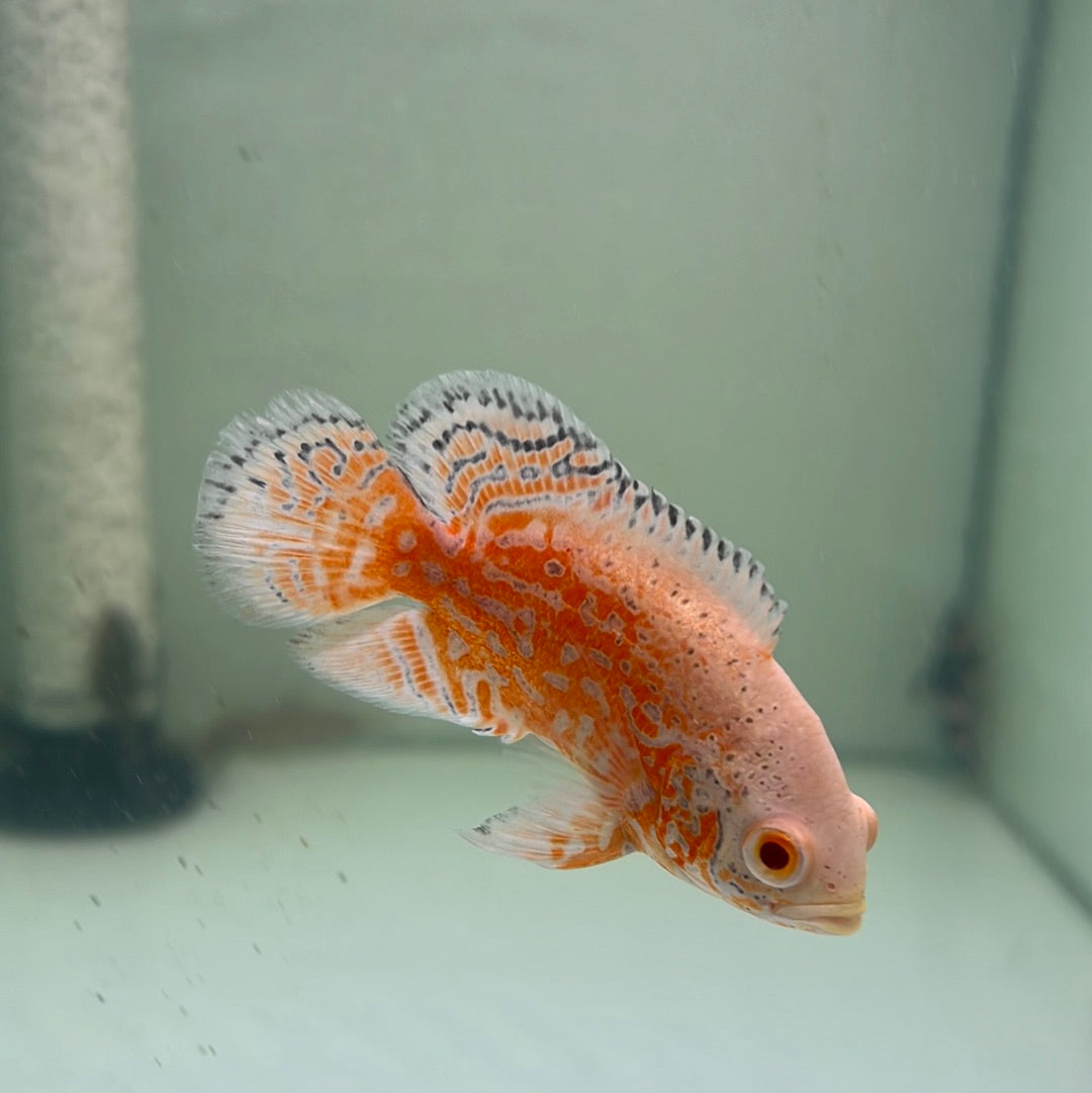 Albino Red Nemo Oscar (Astronotus ocellatus)