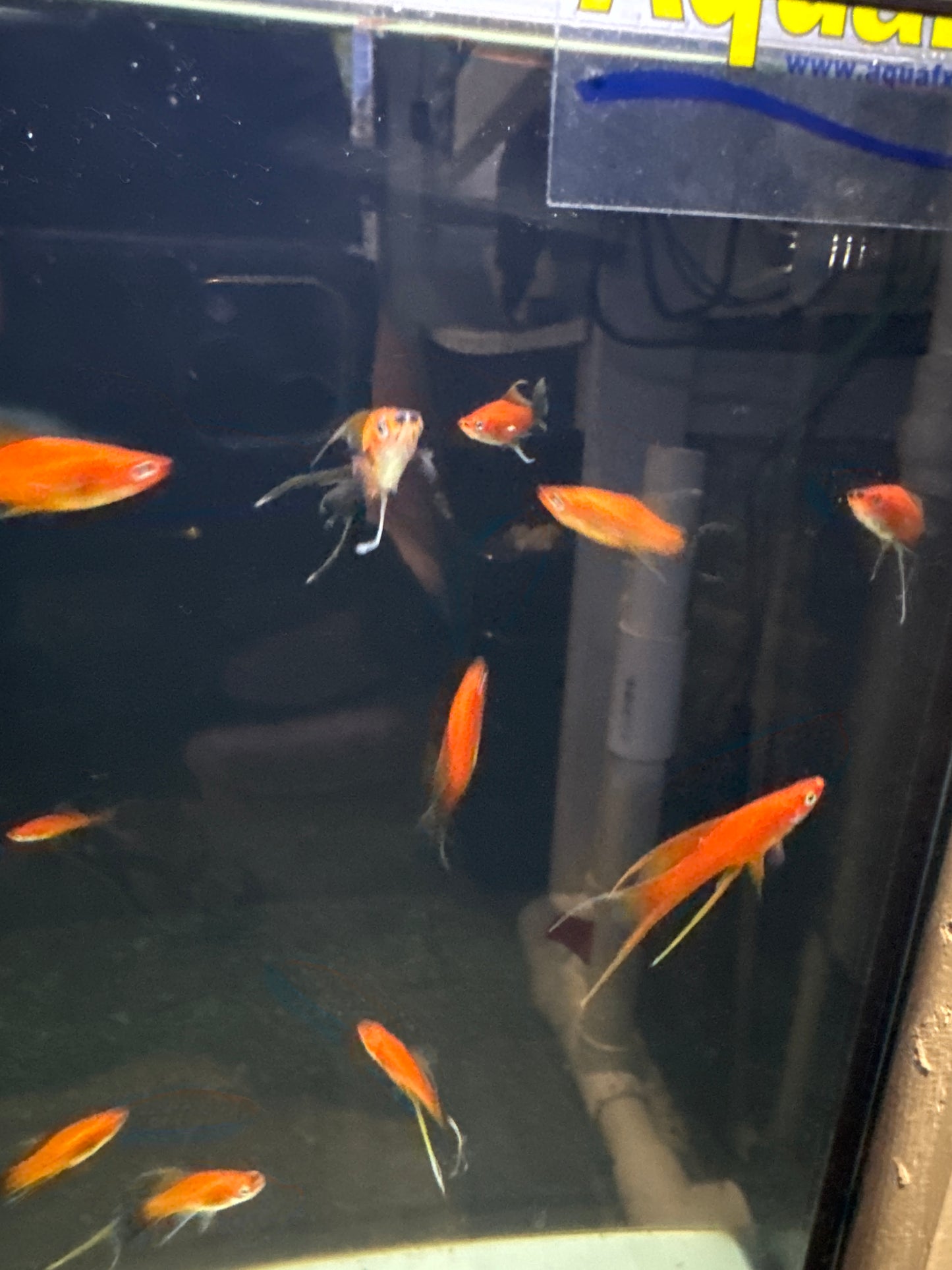 Assorted hi-fin swordtail (Xiphophorus helleri)