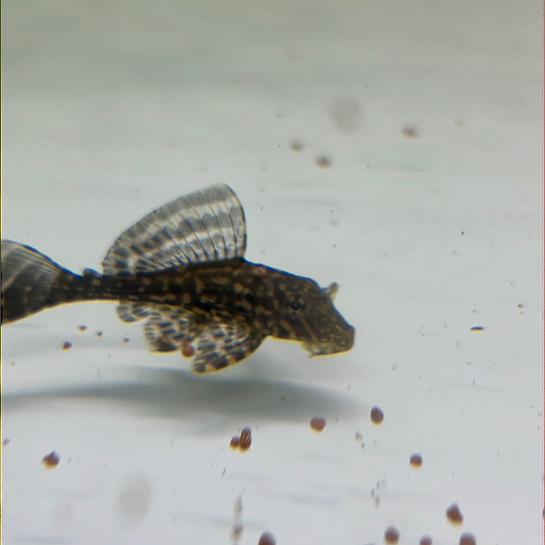 Gold Spot Pleco L001 (Pterygoplichthys joselimaianus)