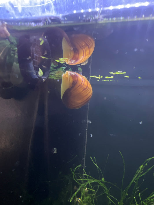 Tort Mystery Snails