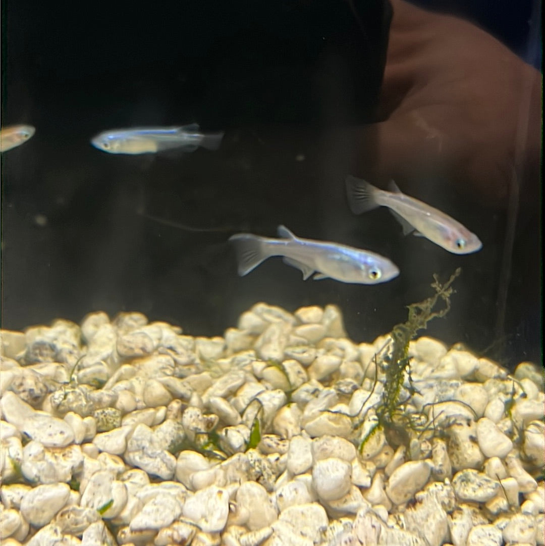 Medaka Rice fish (Oryzias Latipes) Blue Miyuk – Tropical Aquarium