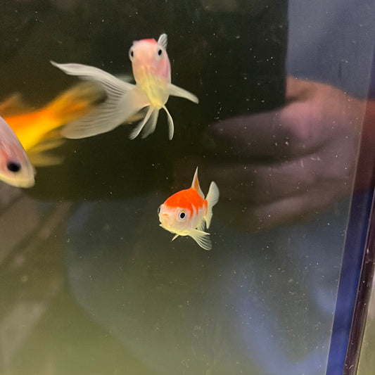 Shubunkin Goldfish Red and White (Carassius auratus)