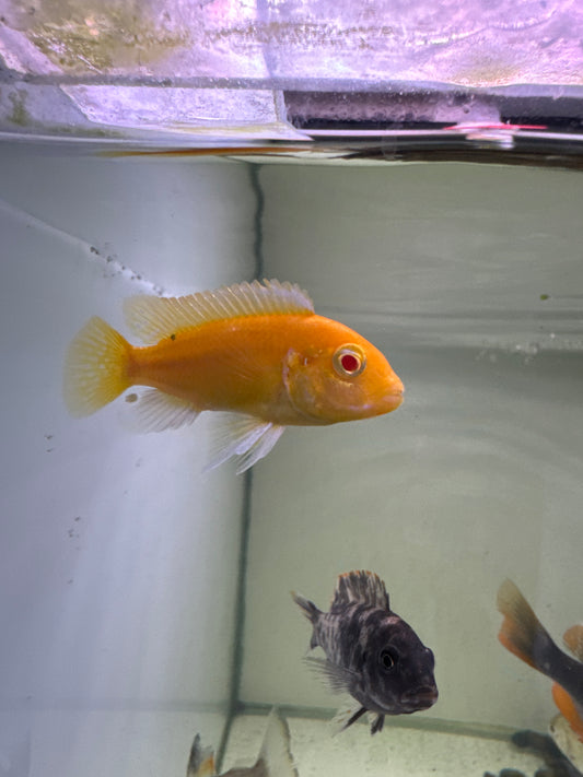 Albino Electric Yellow cichlid (Labidochromis Caeruleus)