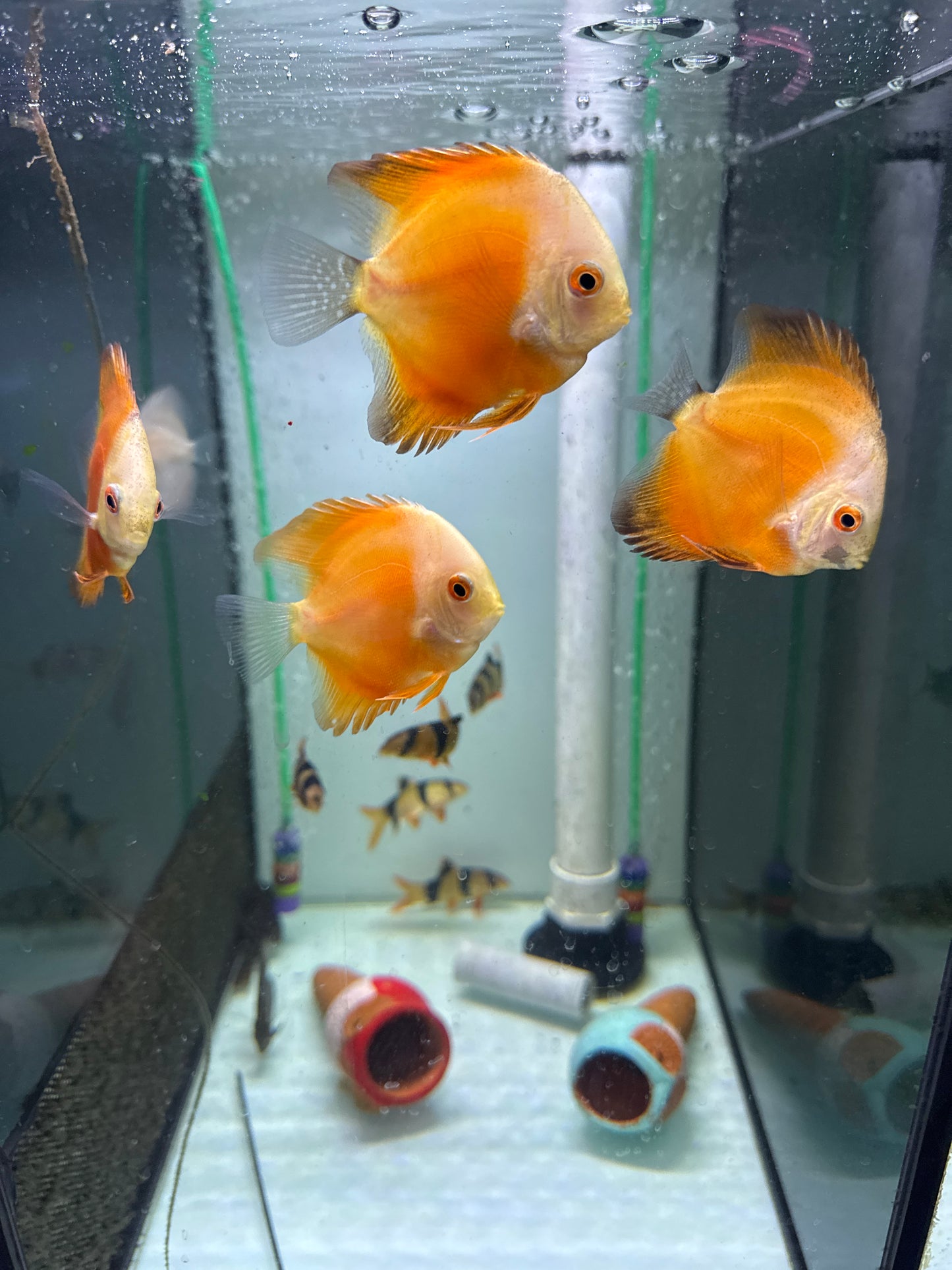 Assorted Discus Local Bred(Symphysodon sp.)