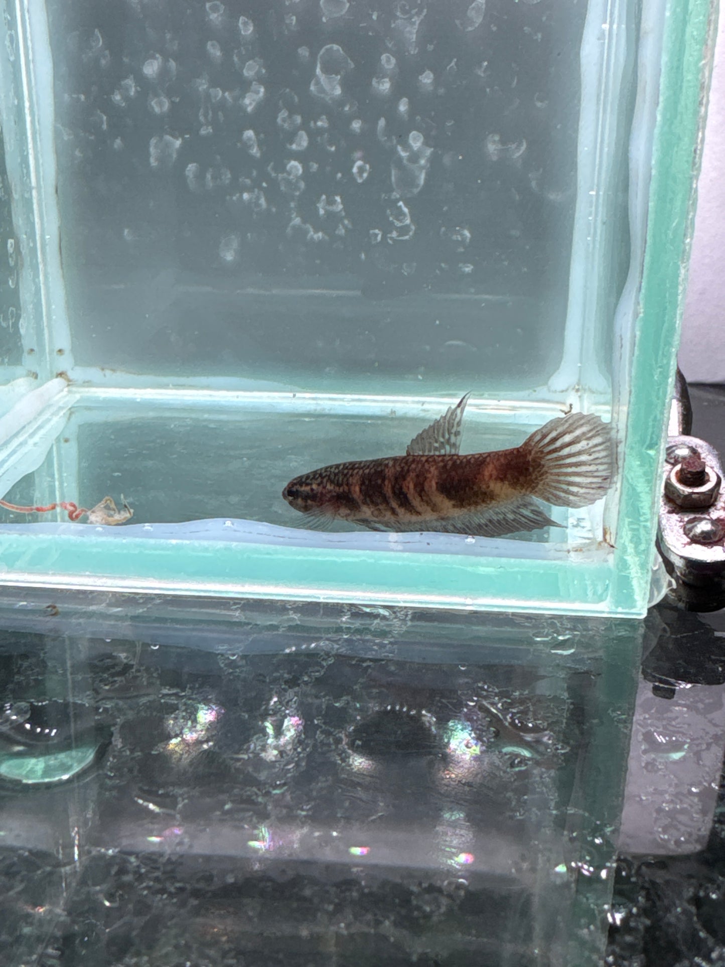 Betta red wine Wild (coccina)