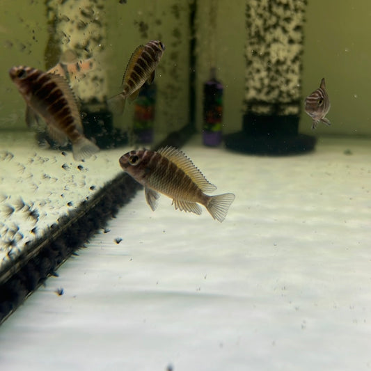 Tropheus Moliro (Tropheus Species)