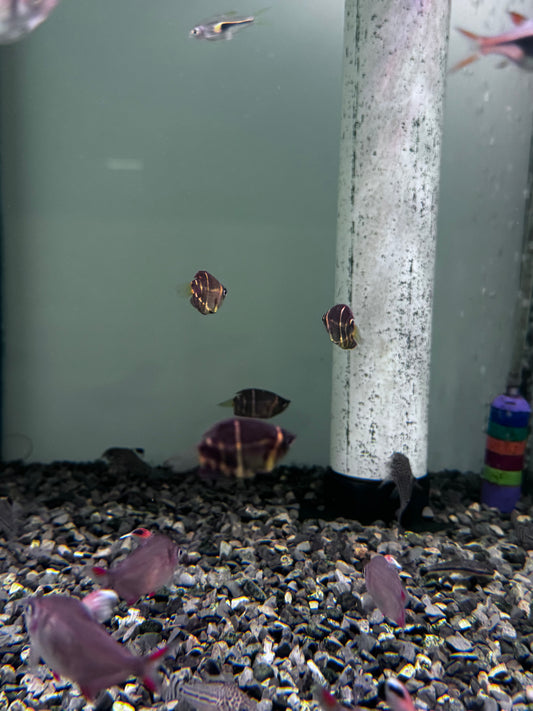Chocolate Gourami (Sphaerichthys osphromenoides)