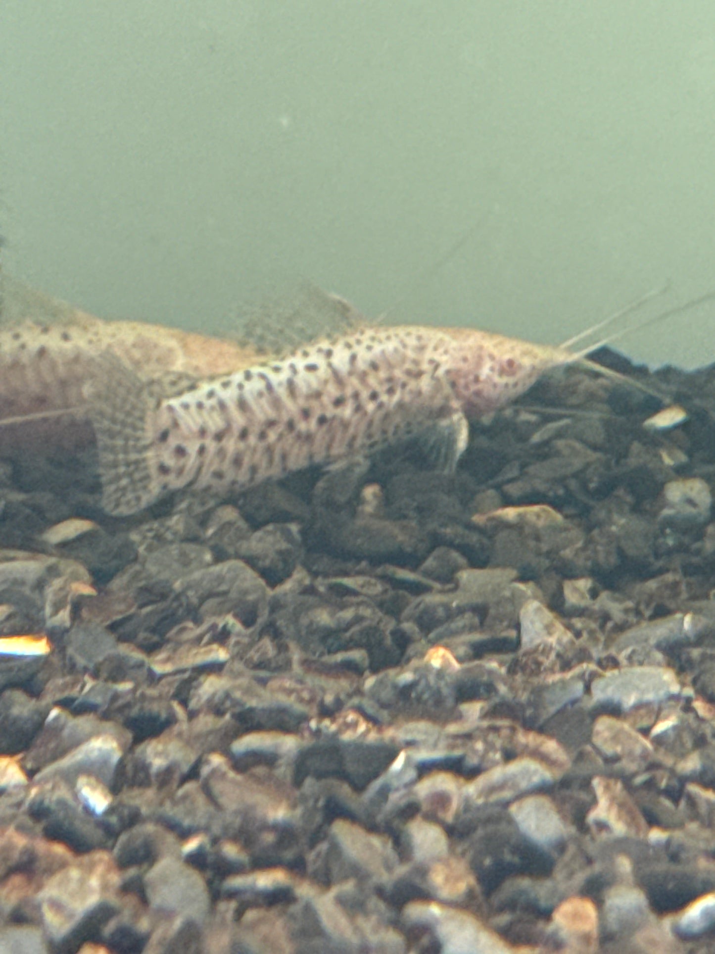 Albino Hoplo Catfish (Megalechis thoracata)