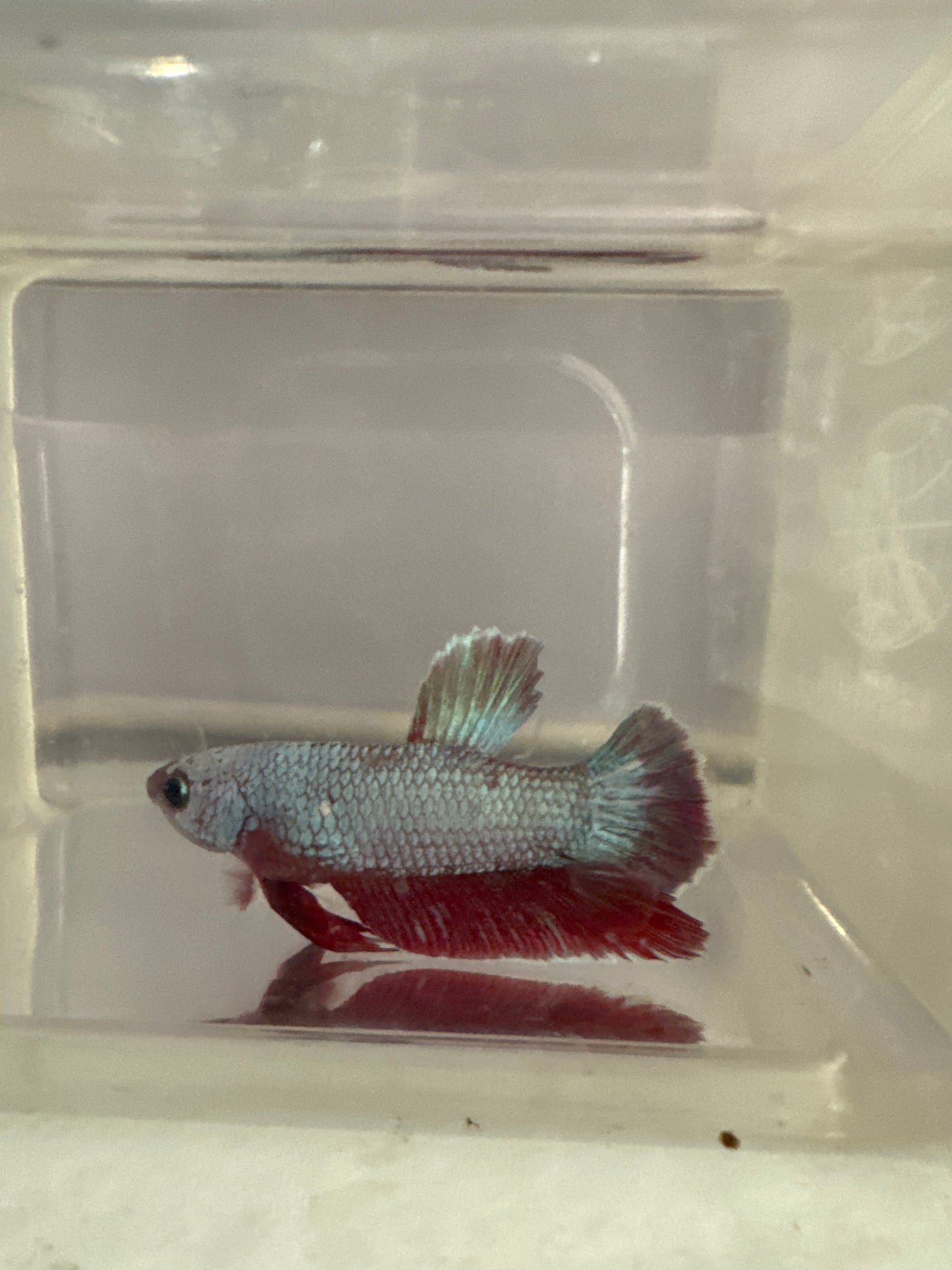 Assorted HMPK (Betta splendens)