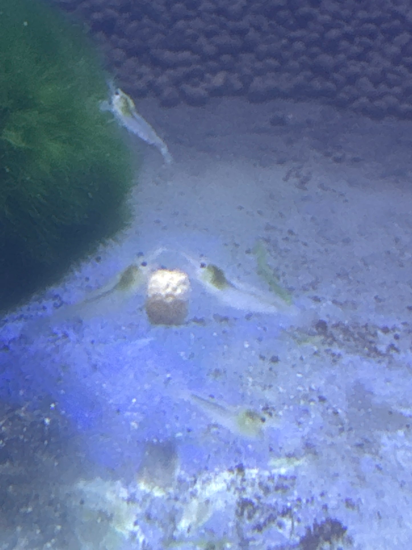 snowball shrimp (Neocaridina)