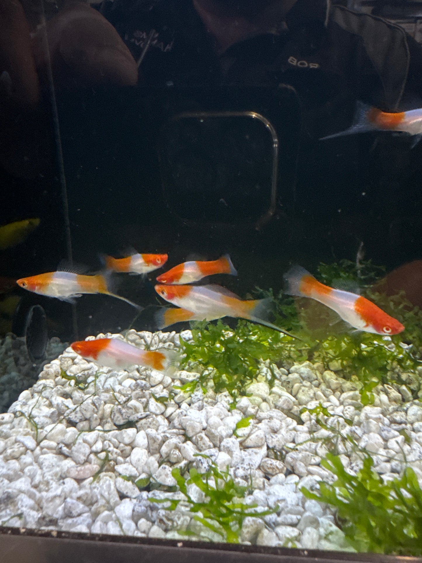 santa Claus swordtail (Xiphophorus helleri)