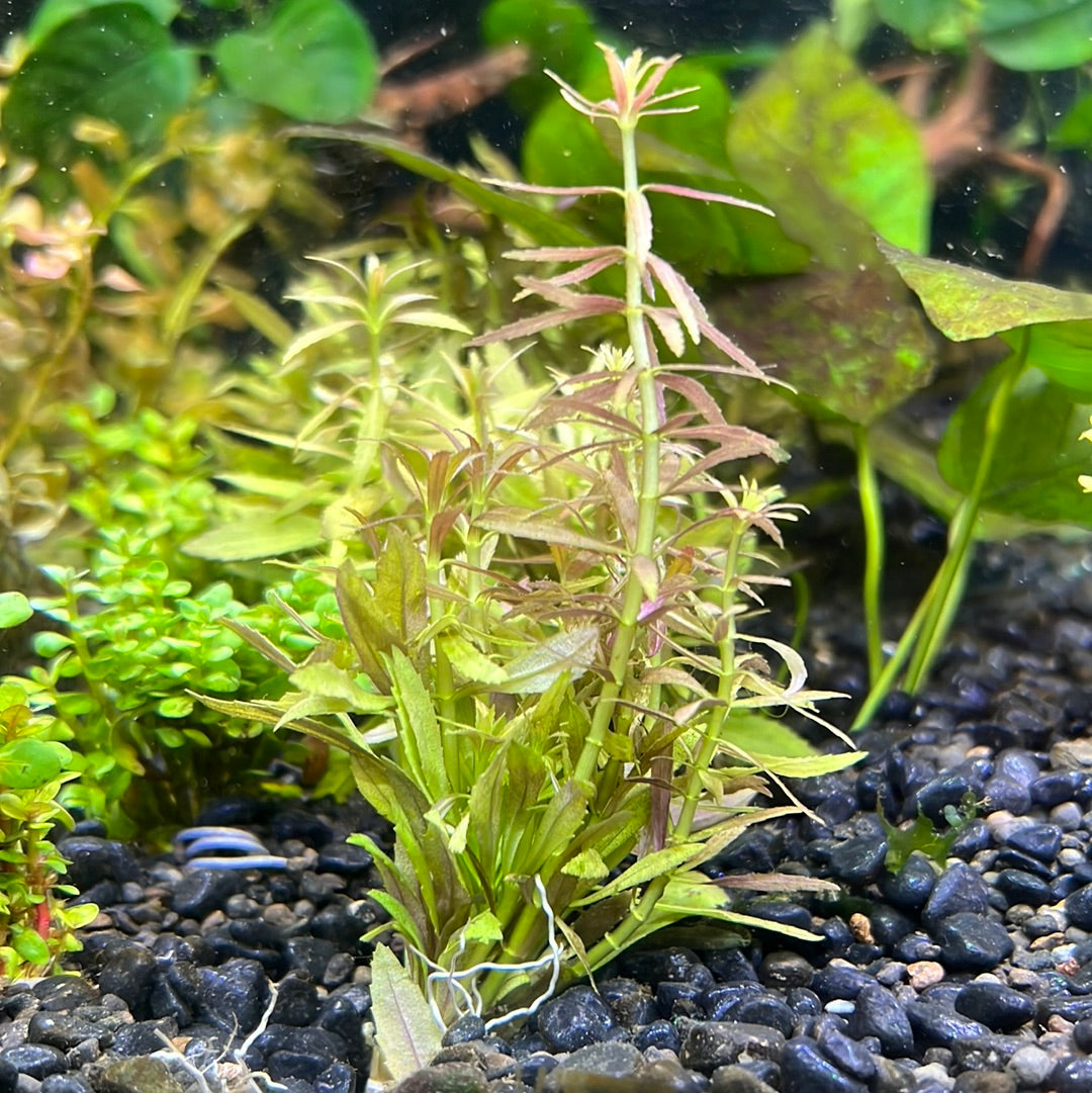 Limnophila aromatica SUBMERSED/BUNCH     S004