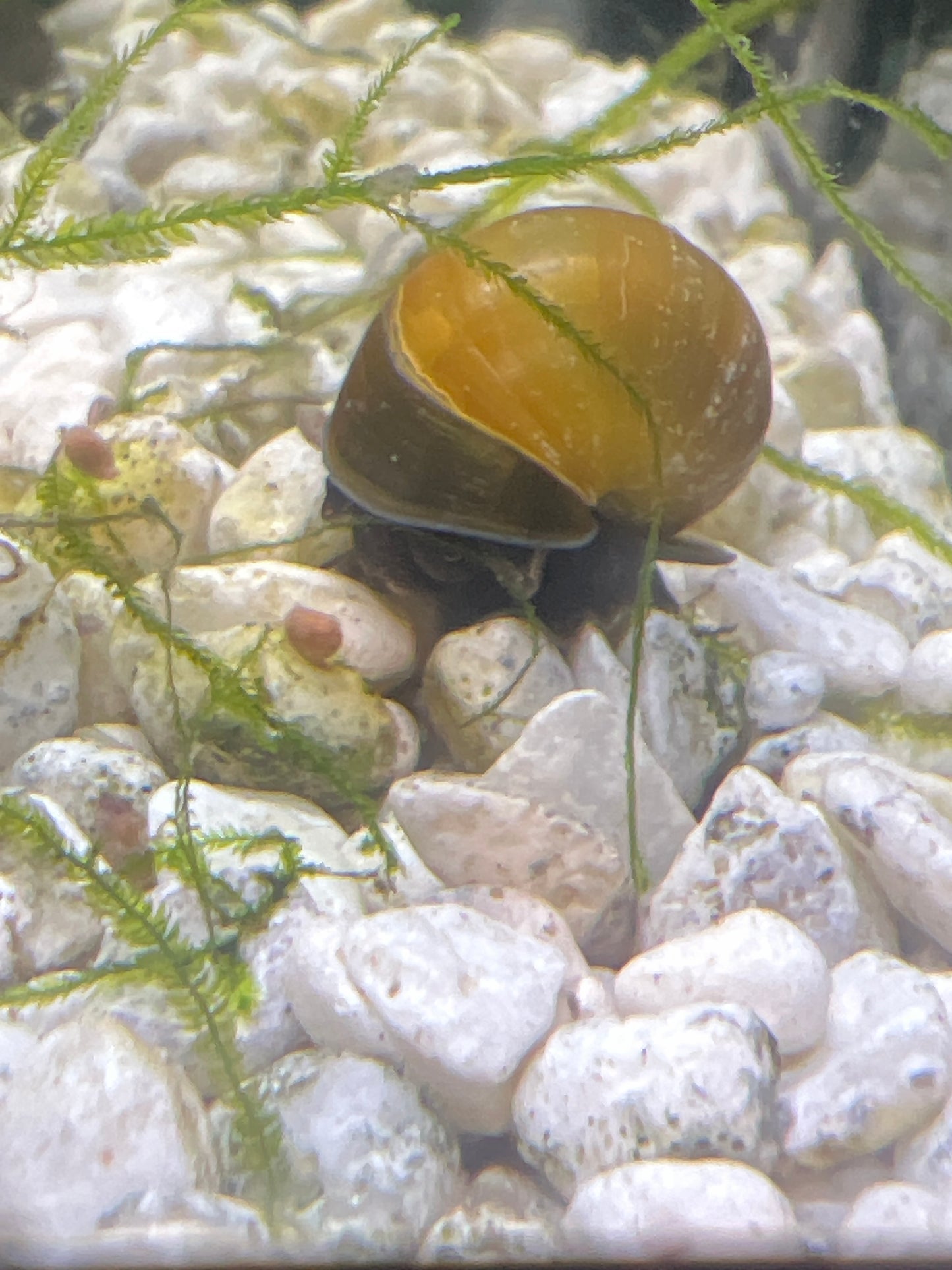 Purple foot Mystery Snails (Pomacea bridgesii)