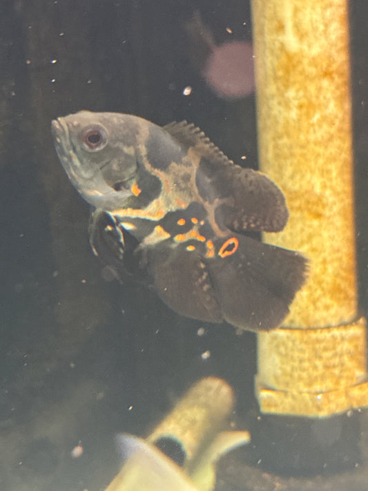 Long fin Tiger Oscar (Astronotus ocellatus)