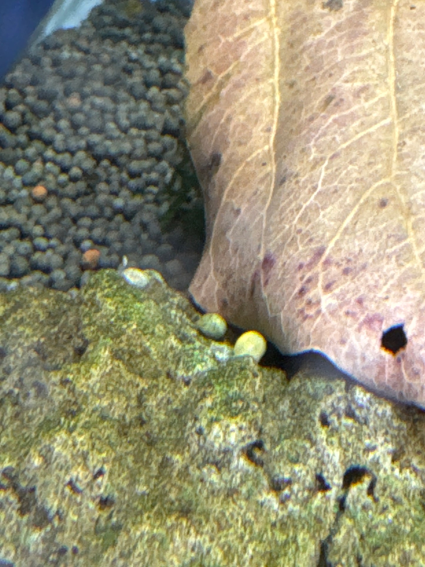 Darwin Nerite Snail