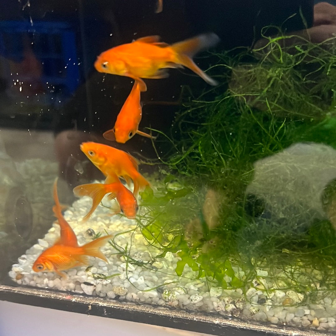 short body Comet Goldfish (Carassius auratus)