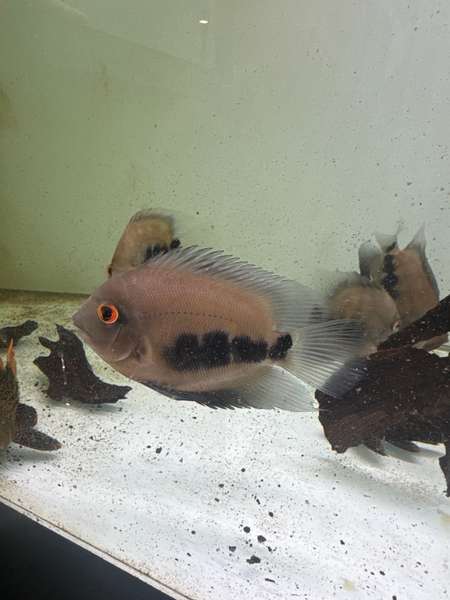 UARU (Uaru amphiacanthoides)