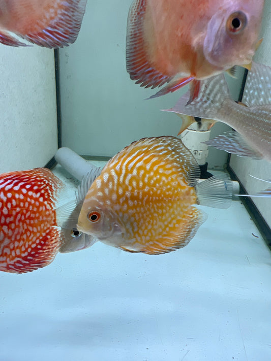 Yellow checkerboard Discus (Symphysodon sp.)